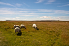 Schafe am Duncansby Head
