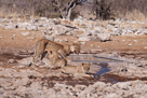 Verletzte Löwin mit zwei Junglöwen