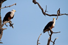 African fish-eagle couple / Schreiseeadler Paar
