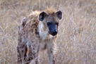 Spotted hyaena / Fleckenhyäne