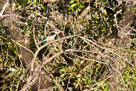 Brown-hooded kingfisher / Streifenliest
