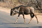 Blue wildebeest / Streifengnu