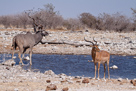 Kudu und Impala am Wasserloch