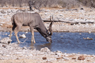 Kudu am Wasserloch