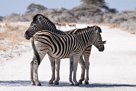 Zebras im Etosha Park