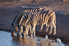 Zebras am Wasserloch in der Abendsonne