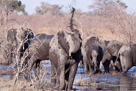 Elefantenherde mit Nachwuchs am Wasserloch