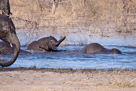 Tiere Namibias und Botswanas