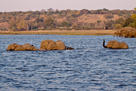 Elefantenherde durchquert Chobe River
