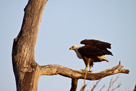 African fish-eagle / Schreiseeadler