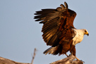 African fish-eagle / Schreiseeadler