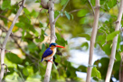 Malachite kingfisher / Malachiteisvogel