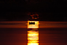 Abgetauchtes Flusspferd im Sonnenuntergang