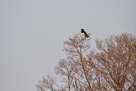 Black breasted snake eagle / Schwarzbrust-Schlangenadler