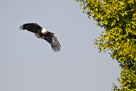 Fish eagle im Anflug