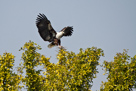 Fish eagle landet auf Baum