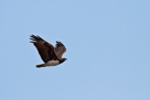 Martial eagle im Flug