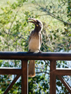 Crowned hornbill / Kronentoko