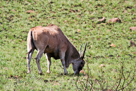 Eland antilope / Elenantilope