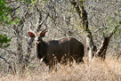 Nyala Antilope