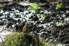 Yellow-throated longclaw / Gelbkehlgroßsporn