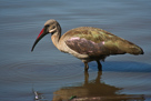 Hadedah ibis / Hagedasch Ibis