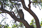 Spotted eagle owl / Fleckenuhu