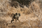 Chacma baboon / Bärenpavian