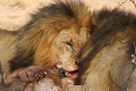 Löwenrudel reißt Wasserbock