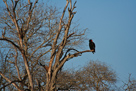 Bateleur eagle / Gaukler