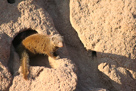 Dwarf mongoose / Zwergmanguste