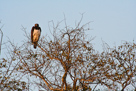 Martial eagle / Kampfadler