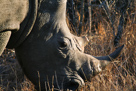 White rhino / Breitmaulnashorn