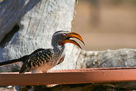 Yellow-billed hornbill / Gelbschnabeltoko