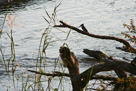 Pied kingfisher / Graufischer