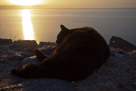 Schwarze Katze im Sonnenuntergang
